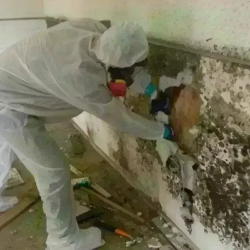 Mold Remediation and Removal in Snohomish, WA